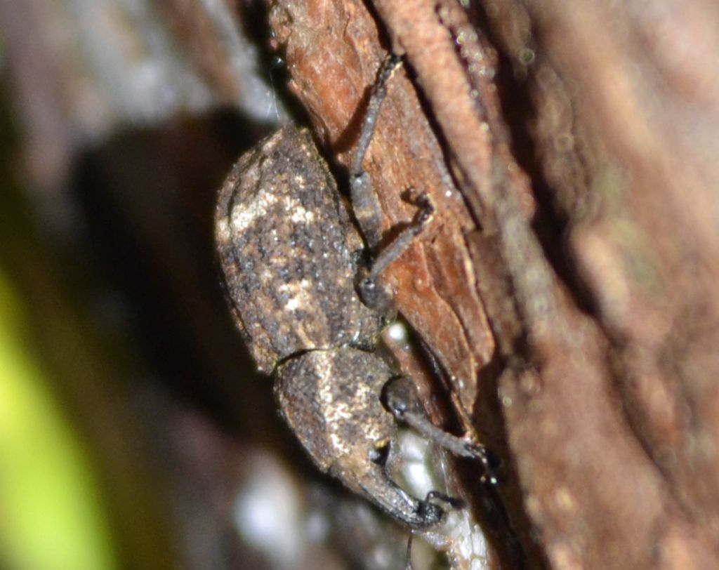 Plinthus findeli (cf), Curculionidae